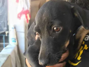 Cachorro raça SRD-ViraLata idade 2 a 6 meses nome Penélope 