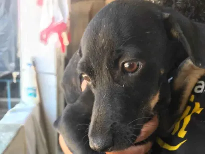 Cachorro raça SRD-ViraLata idade 2 a 6 meses nome Penélope 