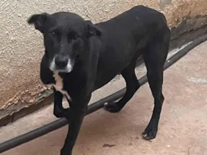 Cachorro raça SRD-ViraLata idade 2 a 6 meses nome Eduarda