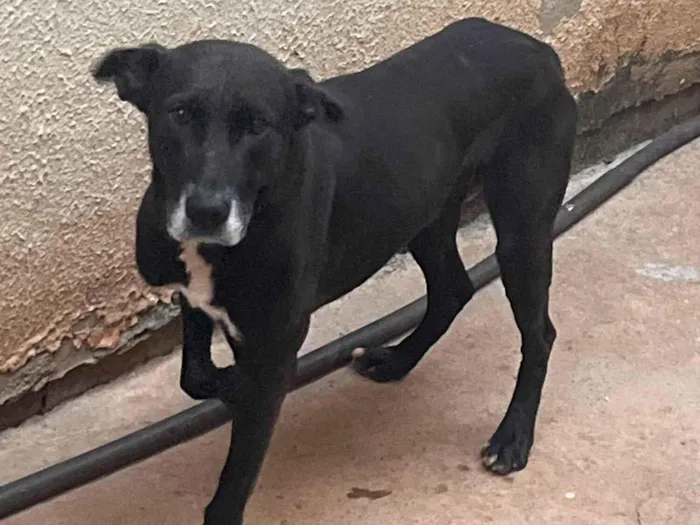 Cachorro ra a SRD-ViraLata idade 2 a 6 meses nome Eduarda