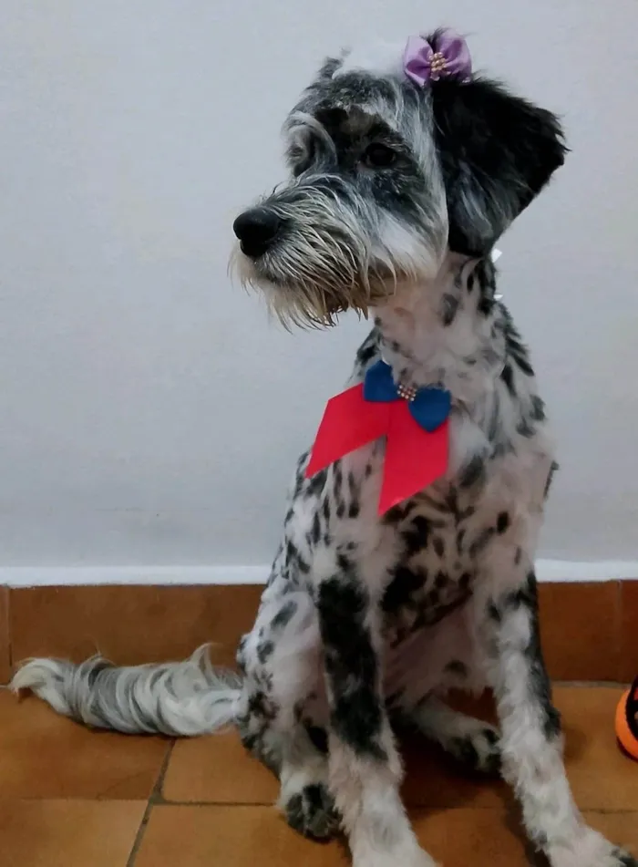 Cachorro ra a SRD-ViraLata idade 2 a 6 meses nome Marley e Penélope