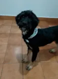 Marley e Penélope