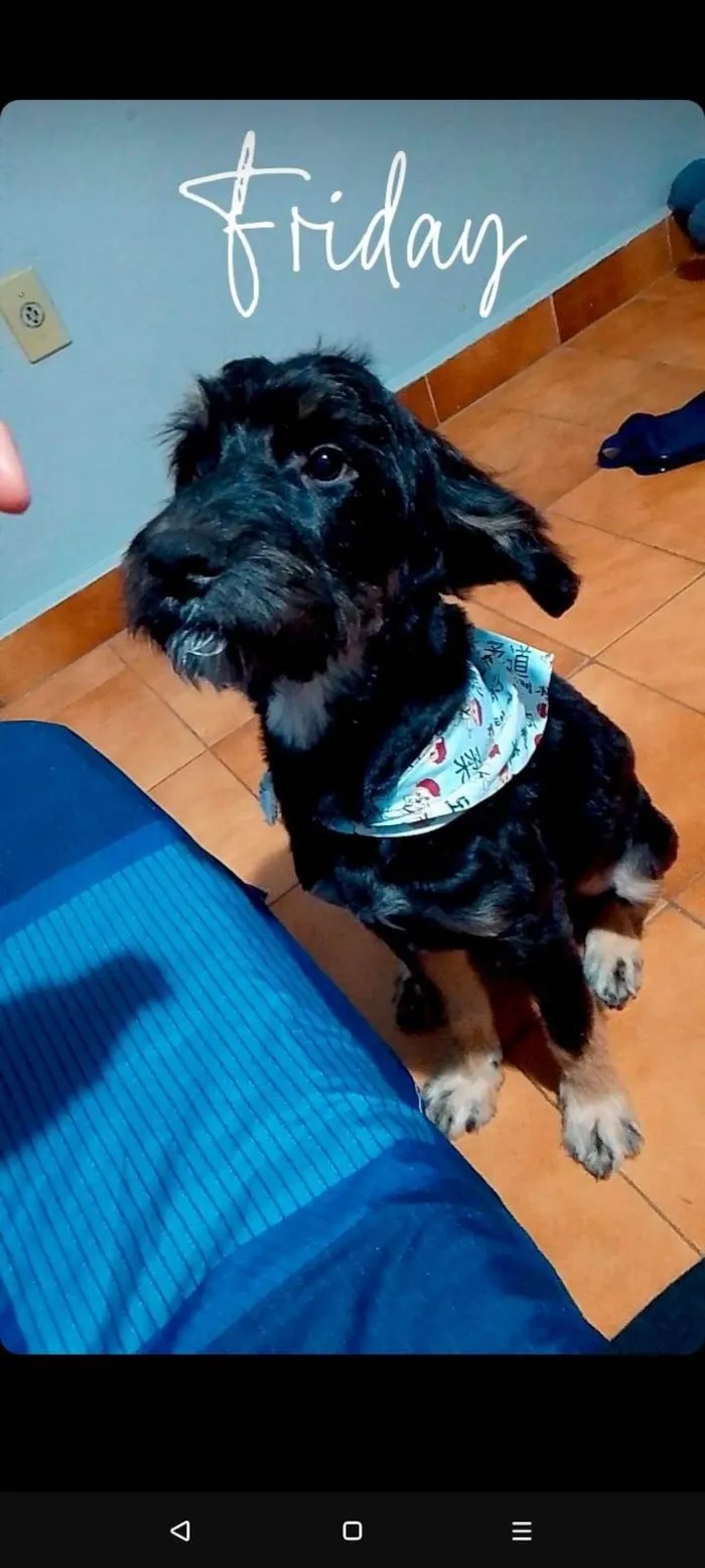 Cachorro ra a SRD-ViraLata idade 2 a 6 meses nome Marley e Penélope