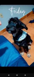 Marley e Penélope
