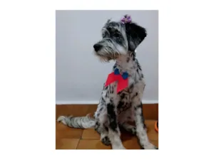 Cachorro raça SRD-ViraLata idade 2 a 6 meses nome Marley e Penélope
