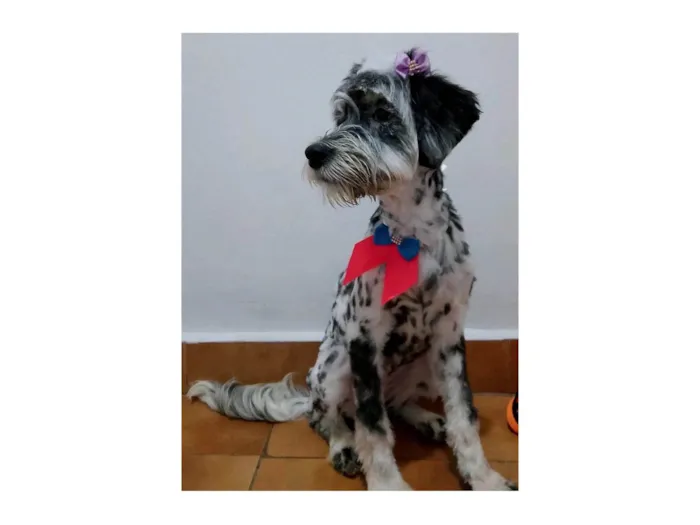 Cachorro ra a SRD-ViraLata idade 2 a 6 meses nome Marley e Penélope