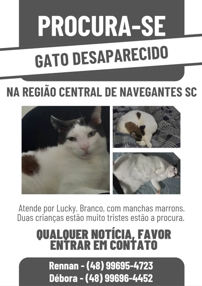 Gato ra a SRD-ViraLata idade 5 anos nome Lucky