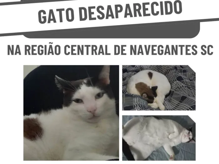 Gato ra a SRD-ViraLata idade 5 anos nome Lucky