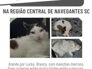 Gato raça SRD-ViraLata idade 5 anos nome Lucky