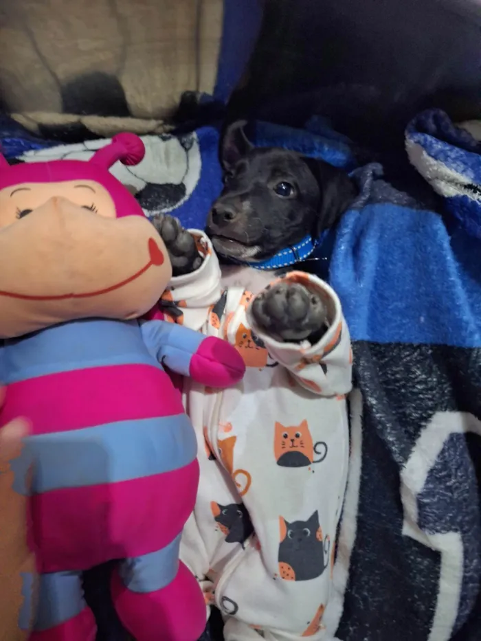 Cachorro ra a SRD-ViraLata idade 7 a 11 meses nome Scooby doo