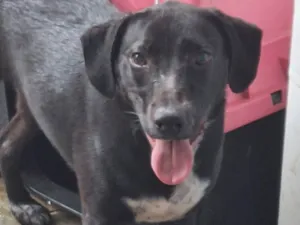 Cachorro raça SRD-ViraLata idade 7 a 11 meses nome Scooby doo