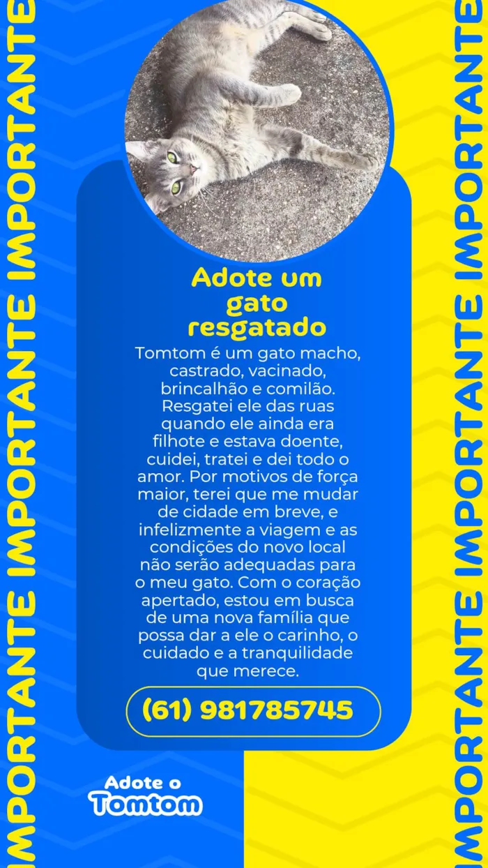 Gato ra a SRD-ViraLata idade 7 a 11 meses nome Tomtom