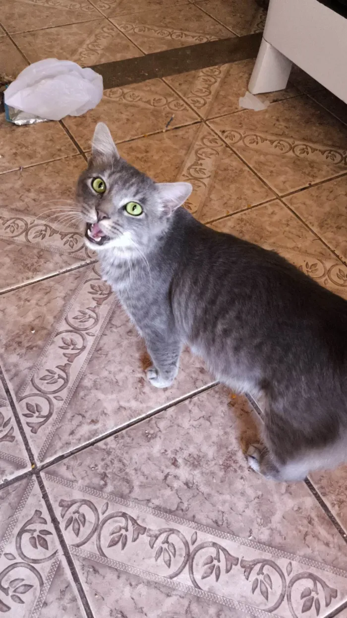 Gato ra a SRD-ViraLata idade 7 a 11 meses nome Tomtom
