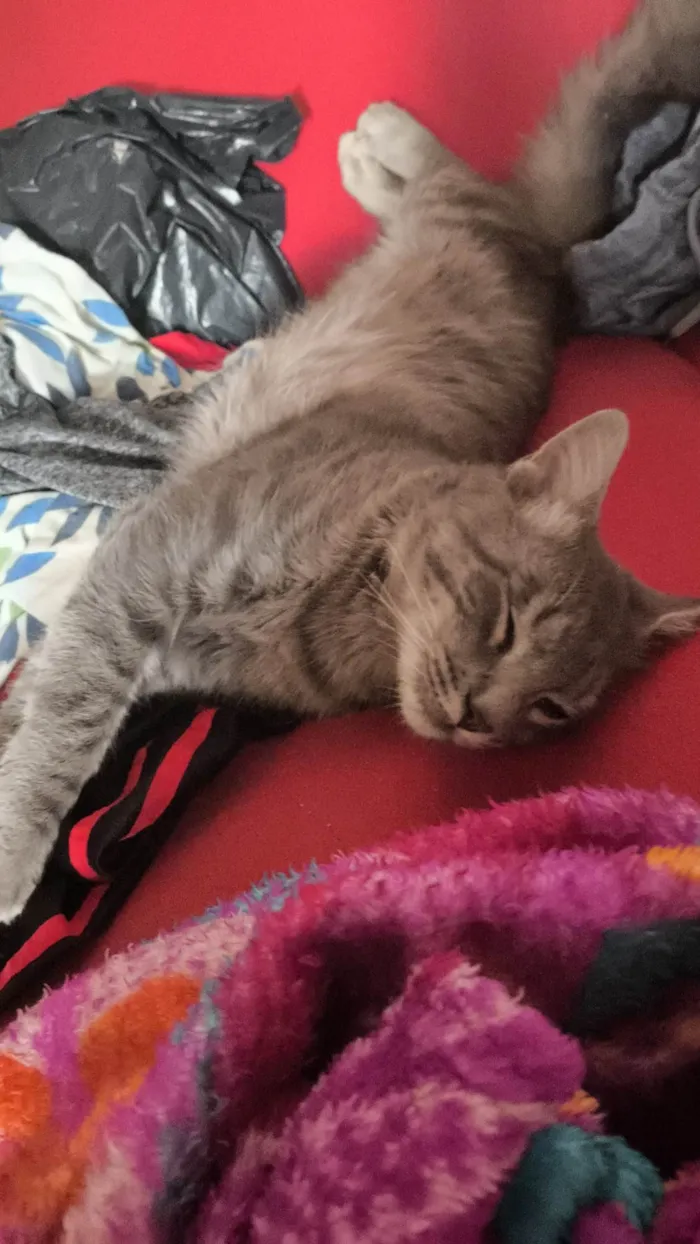 Gato ra a SRD-ViraLata idade 7 a 11 meses nome Tomtom