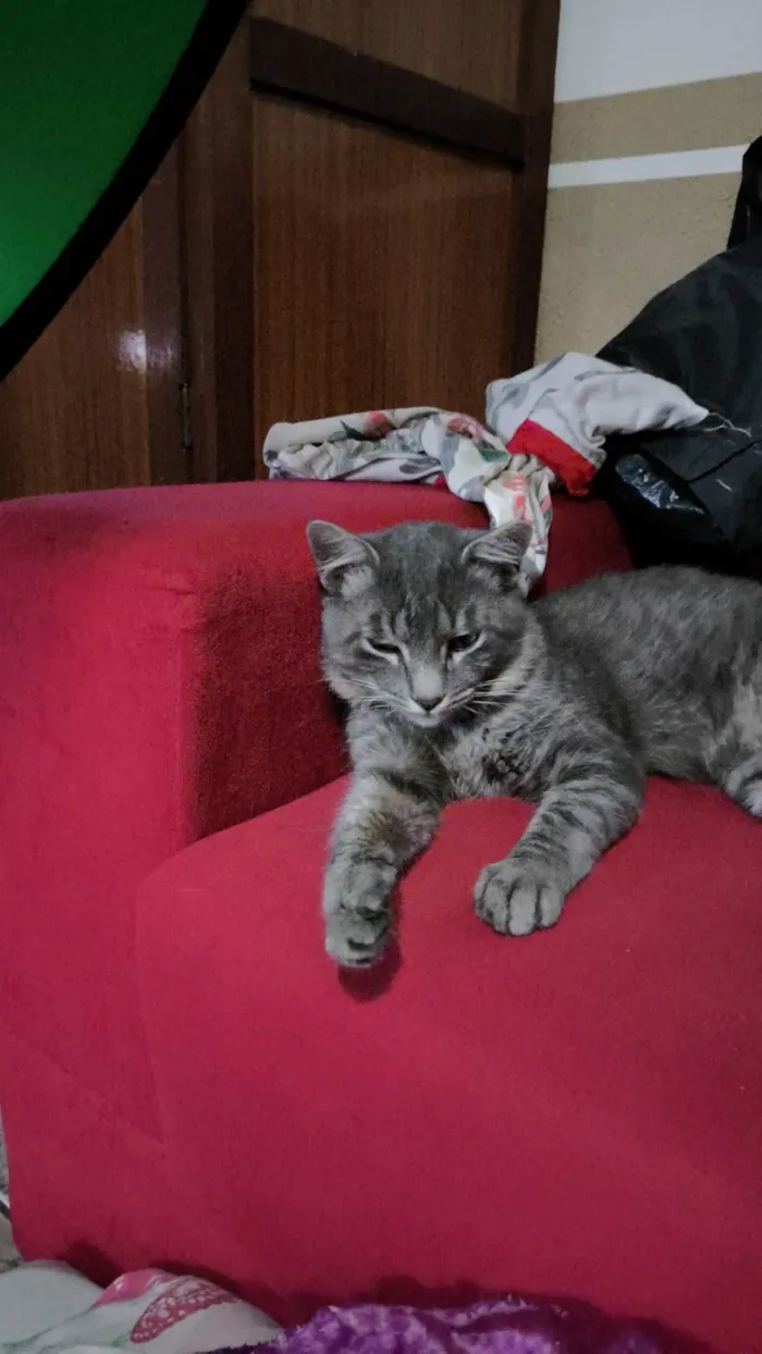Gato ra a SRD-ViraLata idade 7 a 11 meses nome Tomtom