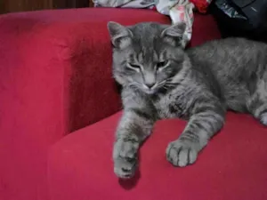 Gato raça SRD-ViraLata idade 7 a 11 meses nome Tomtom