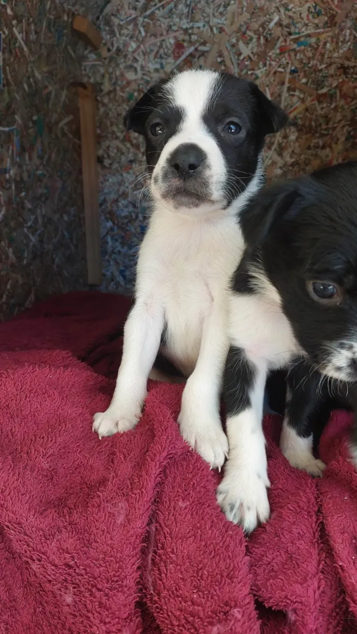 Cachorro ra a Labrador idade Abaixo de 2 meses nome doguinhos