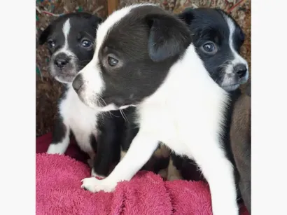 Cachorro raça Labrador idade Abaixo de 2 meses nome doguinhos