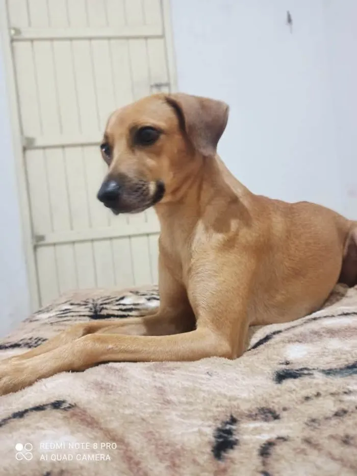 Cachorro ra a SRD-ViraLata idade 4 anos nome Cristal 