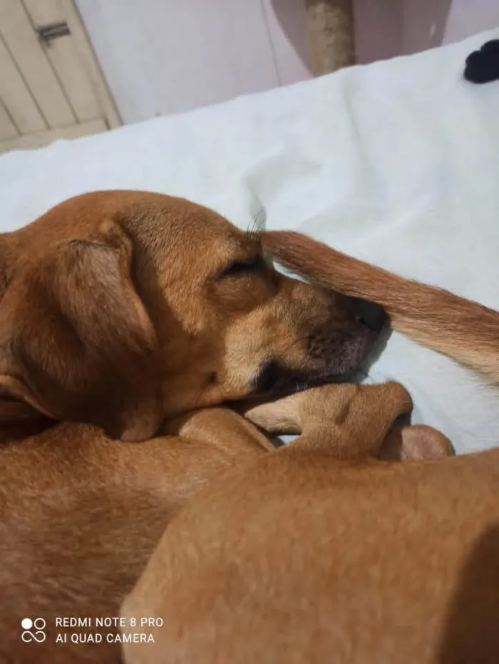 Cachorro ra a SRD-ViraLata idade 4 anos nome Cristal 