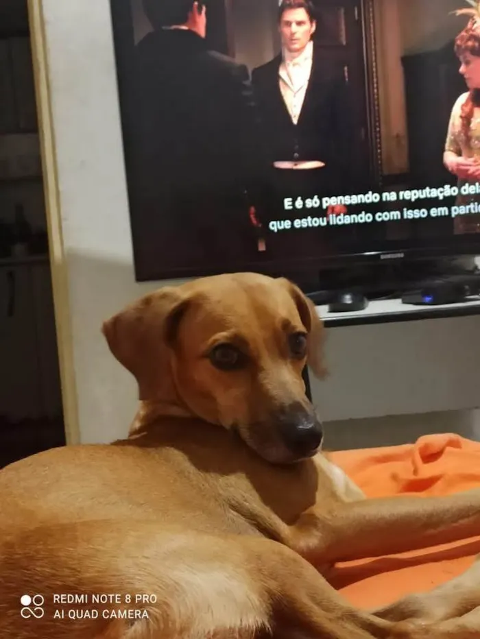 Cachorro ra a SRD-ViraLata idade 4 anos nome Cristal 