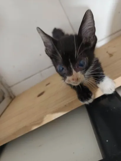 Gato raça SRD-ViraLata idade Abaixo de 2 meses nome  Encontrada na chuva! ???