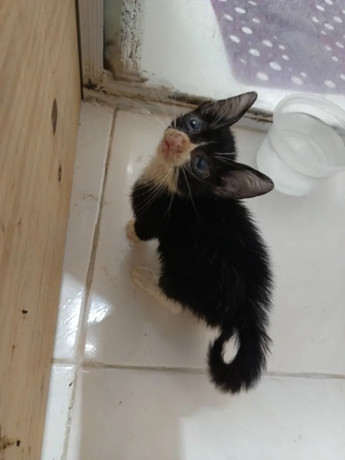 Gato ra a SRD-ViraLata idade Abaixo de 2 meses nome  Encontrada na chuva! ???