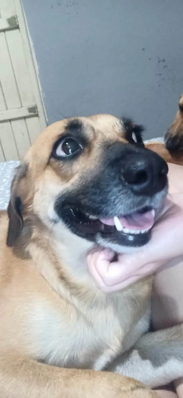 Cachorro ra a SRD-ViraLata idade 2 anos nome Pirulita