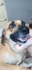 Pirulita