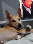 Lulu