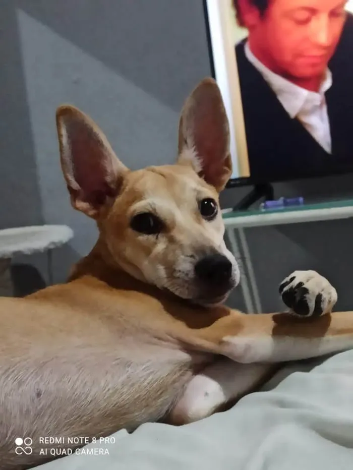 Cachorro ra a SRD-ViraLata idade 1 ano nome Lulu
