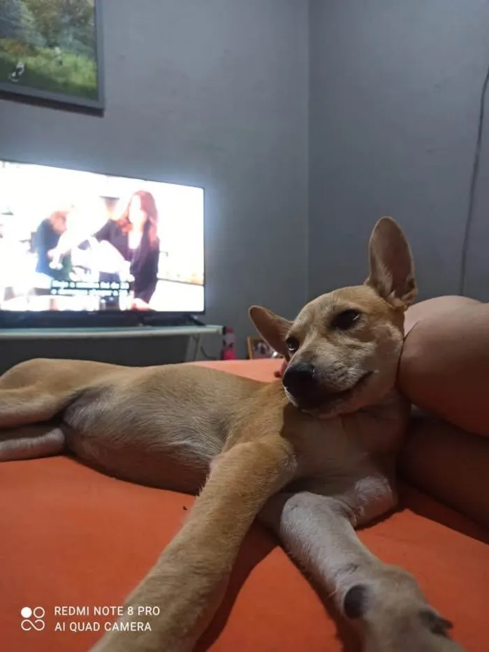 Cachorro ra a SRD-ViraLata idade 1 ano nome Lulu