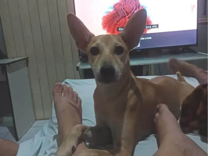 Cachorro ra a SRD-ViraLata idade 1 ano nome Lulu