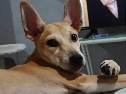 Cachorro raça SRD-ViraLata idade 1 ano nome Lulu