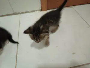 Gato raça SRD-ViraLata idade Abaixo de 2 meses nome Para adotar