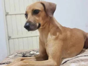 Cachorro raça SRD-ViraLata idade 4 anos nome Cristal 