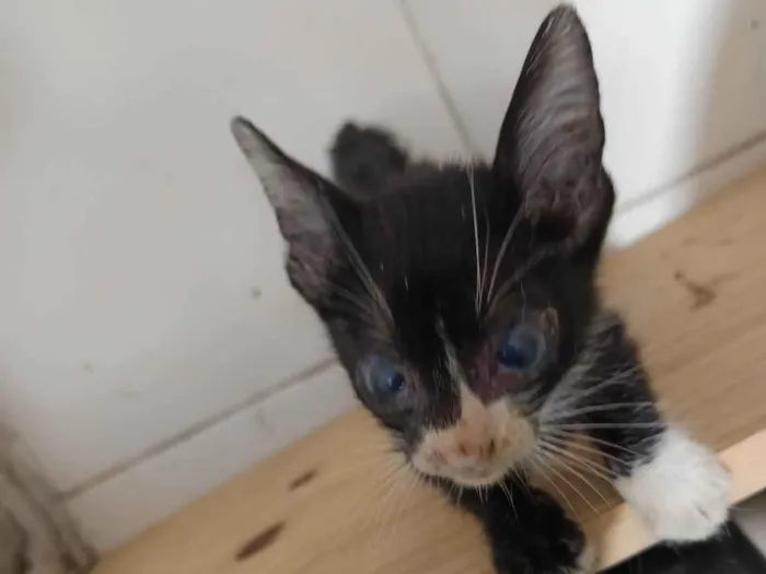Gato ra a SRD-ViraLata idade Abaixo de 2 meses nome  Encontrada na chuva! ???