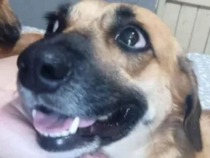 Cachorro raça SRD-ViraLata idade 2 anos nome Pirulita