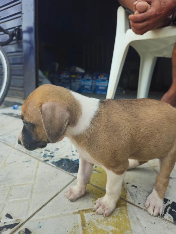 Cachorro ra a SRD-ViraLata idade 2 a 6 meses nome Indefinido 