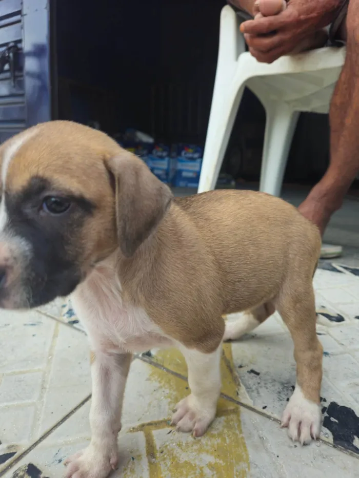 Cachorro ra a SRD-ViraLata idade 2 a 6 meses nome Indefinido 
