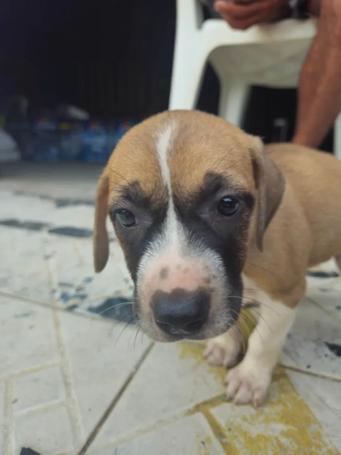 Cachorro ra a SRD-ViraLata idade 2 a 6 meses nome Indefinido 