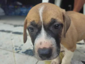 Cachorro raça SRD-ViraLata idade 2 a 6 meses nome Indefinido 