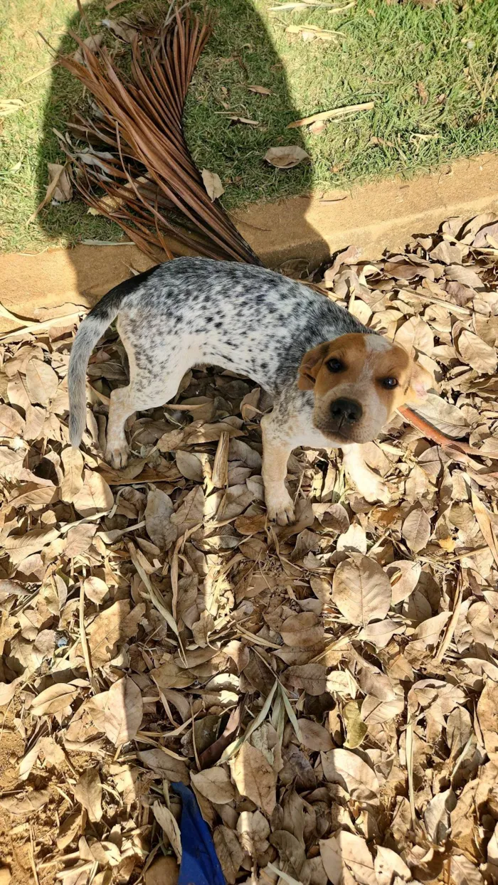 Cachorro ra a SRD-ViraLata idade 2 a 6 meses nome Cobra