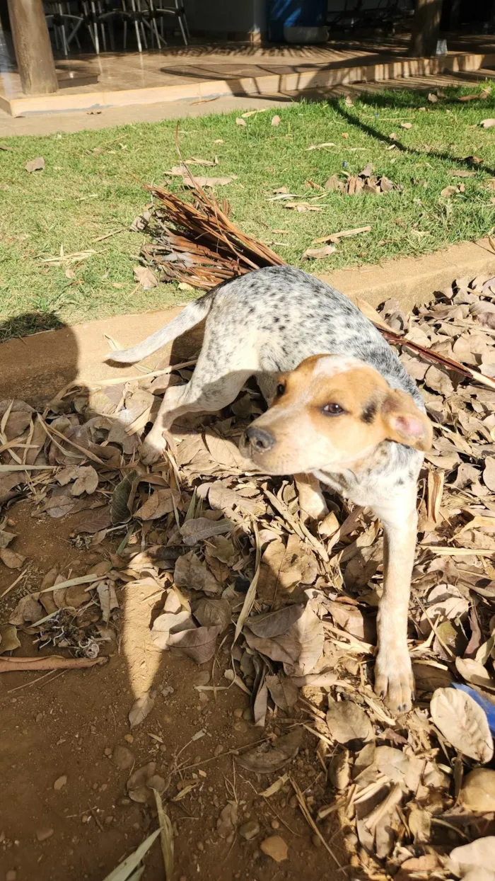 Cachorro ra a SRD-ViraLata idade 2 a 6 meses nome Cobra