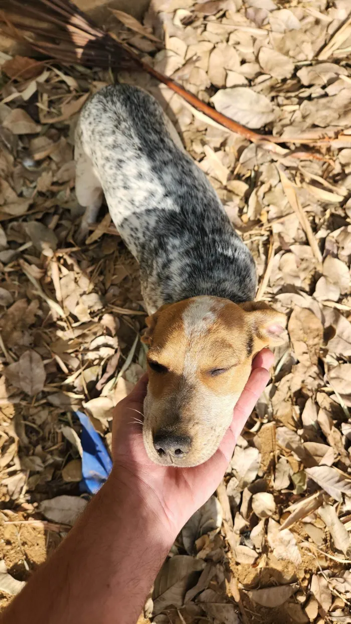Cachorro ra a SRD-ViraLata idade 2 a 6 meses nome Cobra