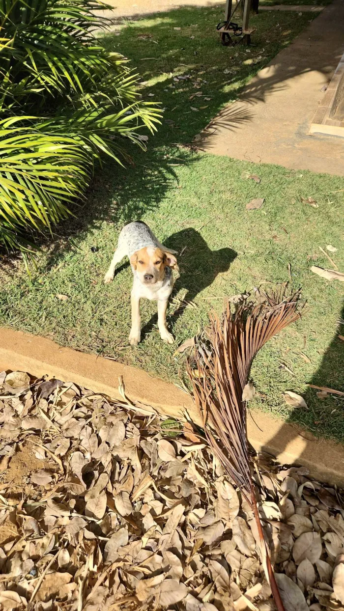 Cachorro ra a SRD-ViraLata idade 2 a 6 meses nome Cobra
