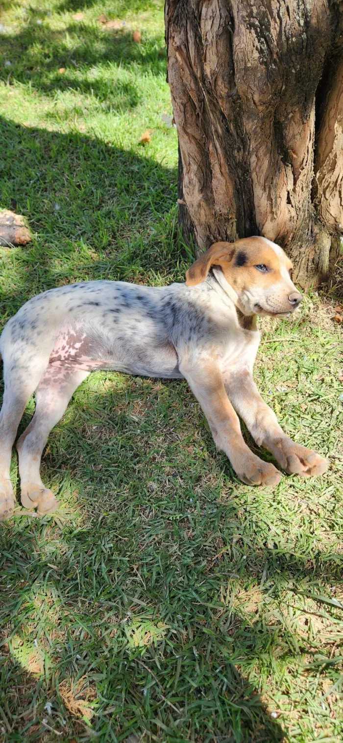 Cachorro ra a SRD-ViraLata idade 2 a 6 meses nome Cobra