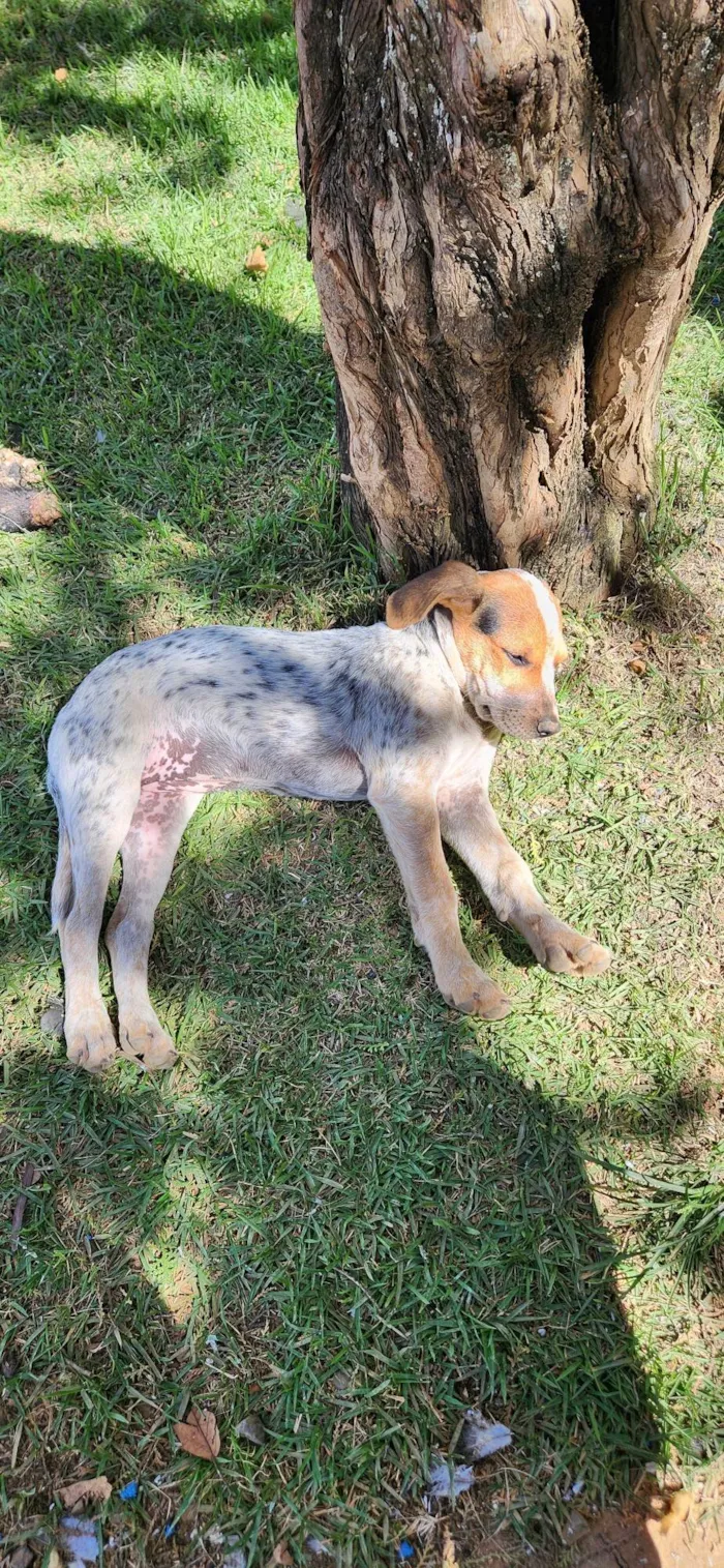 Cachorro ra a SRD-ViraLata idade 2 a 6 meses nome Cobra