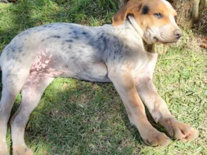 Cachorro raça SRD-ViraLata idade 2 a 6 meses nome Cobra