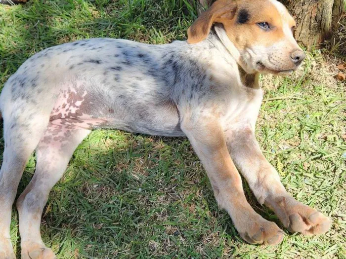 Cachorro ra a SRD-ViraLata idade 2 a 6 meses nome Cobra